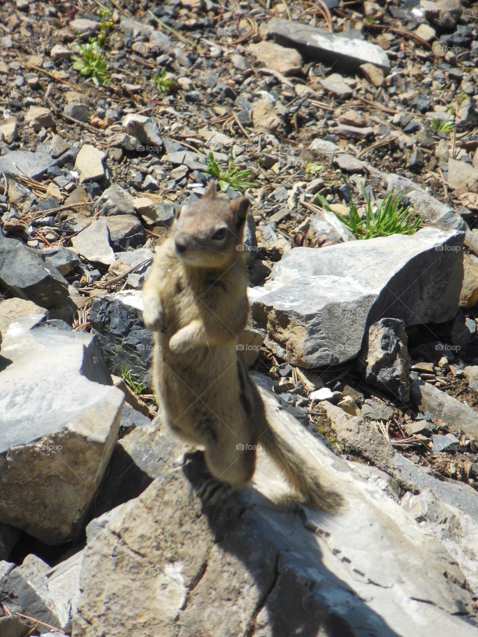 Standing at Attention