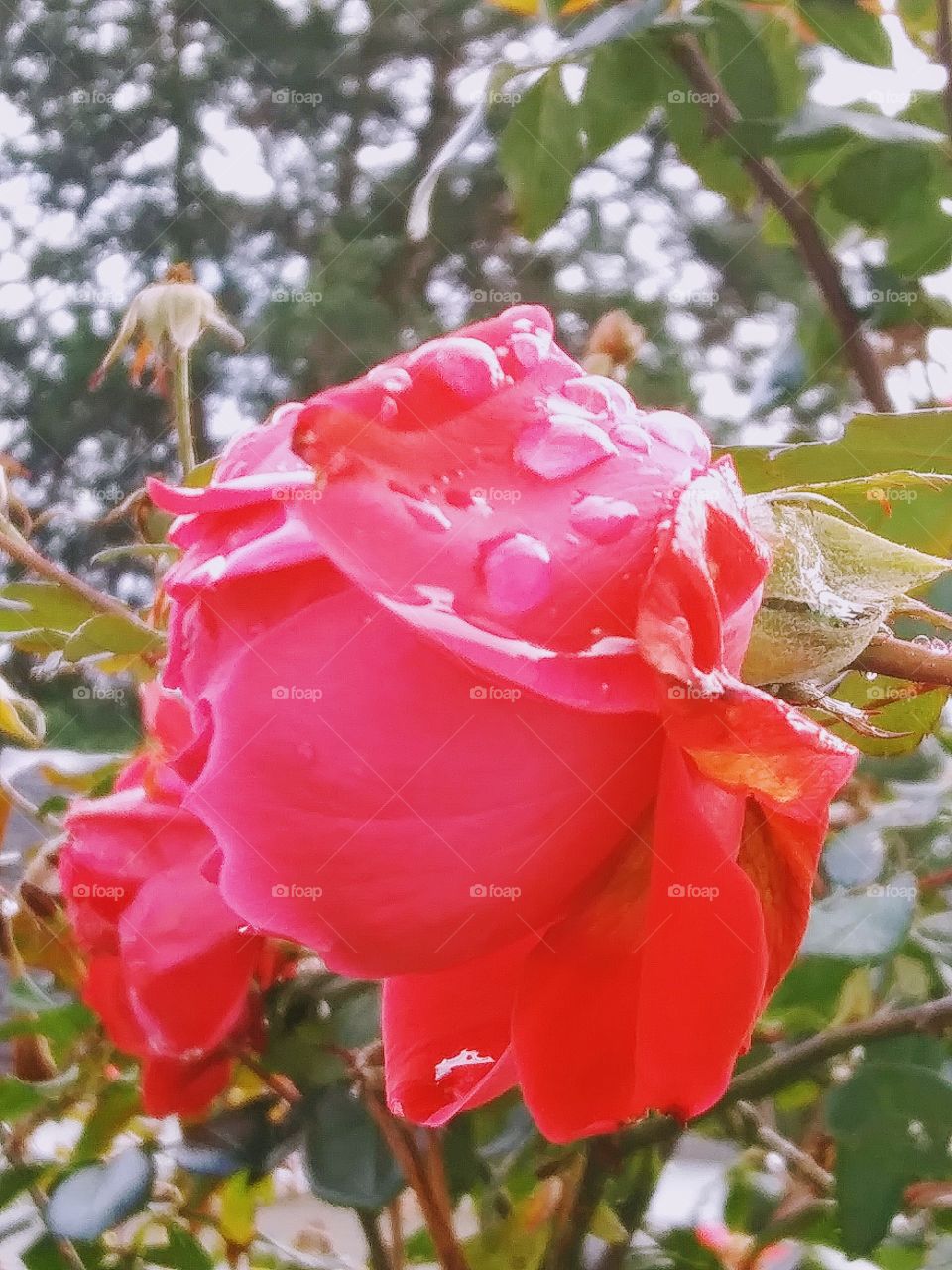 rose after the rain