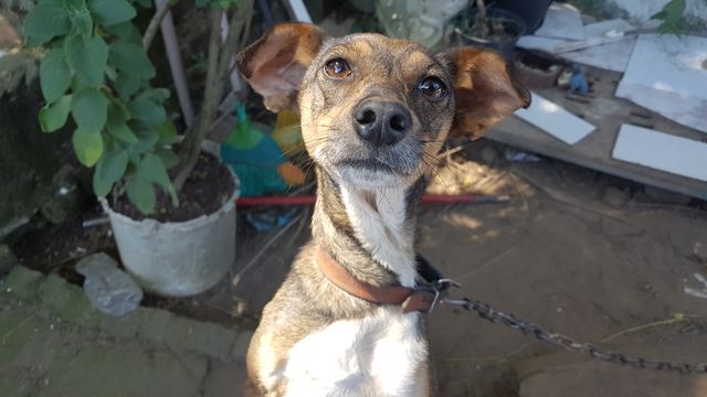 My dog