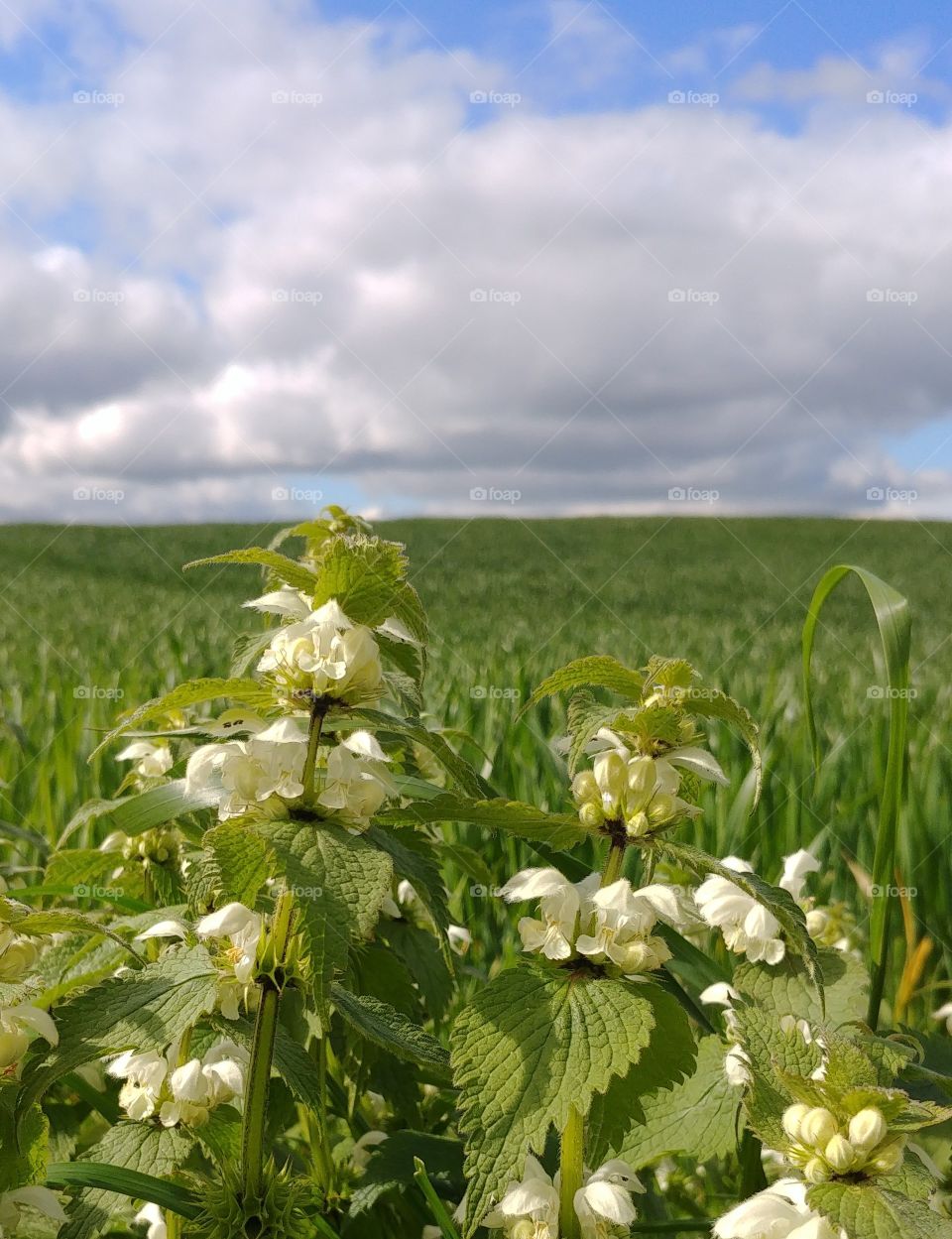 taubnessel gras wiese feld weiss blühen Blüte