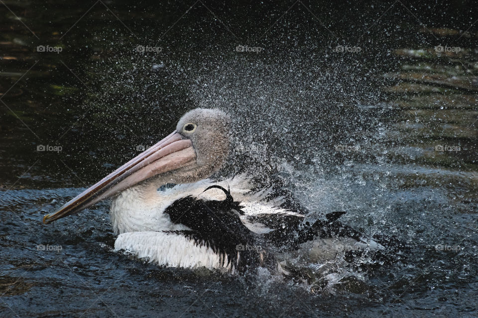 A happy pelican bird in the morning, doing her routine playing on a pond, cleaning her wings with splashing water from the pond