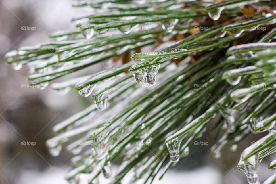 Pine needles covered in ice