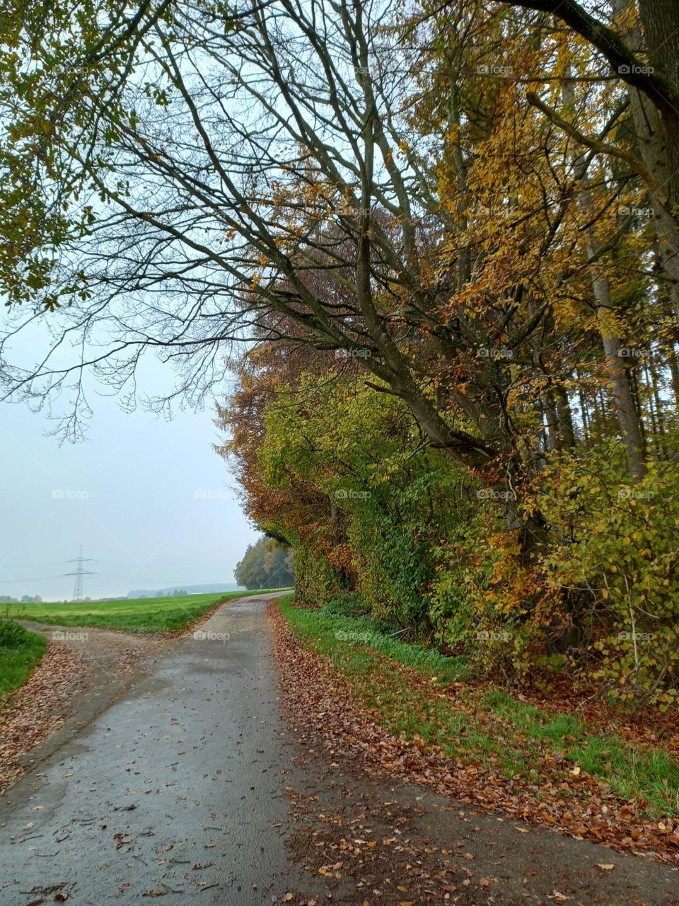 Tree-lined Road in the Countryside