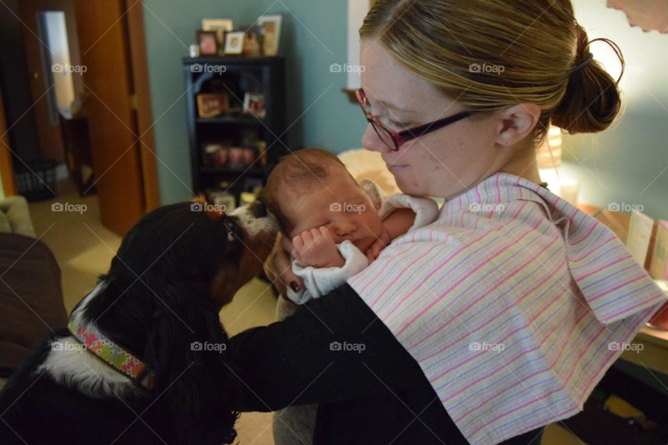 A cute tricolor Cavalier King Charles Spaniel meeting the newest member of the family 