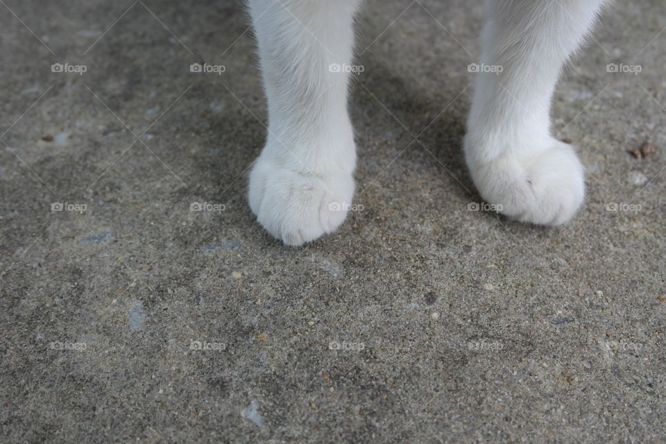 white fluffy furry kitty paws