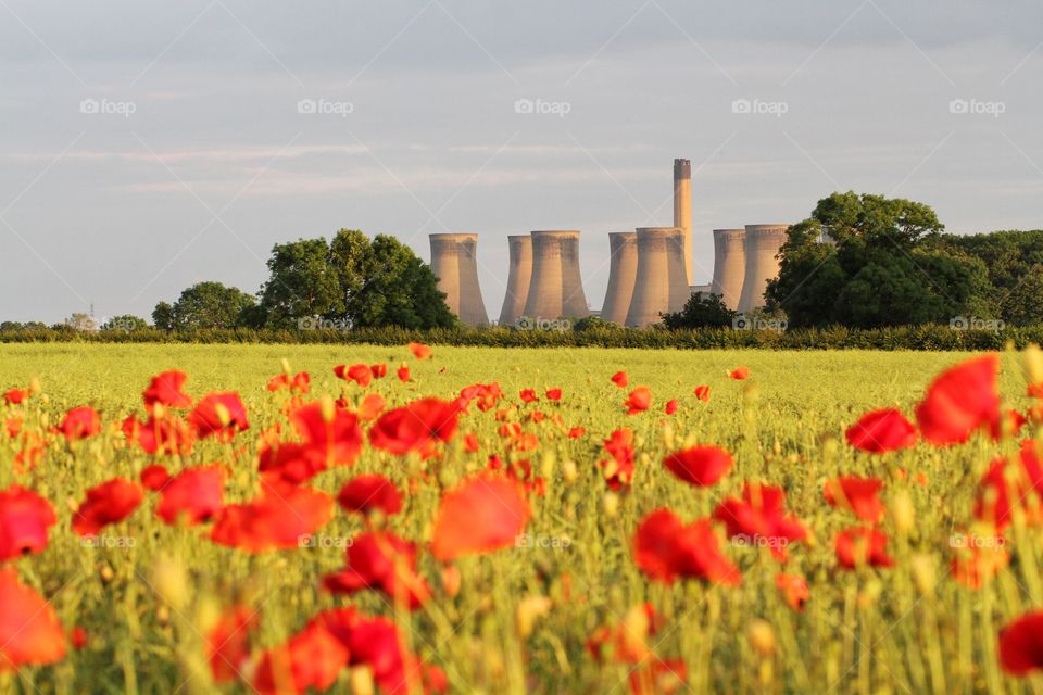 A field of poppies with the cooling towers of a coal fired power station in the background.