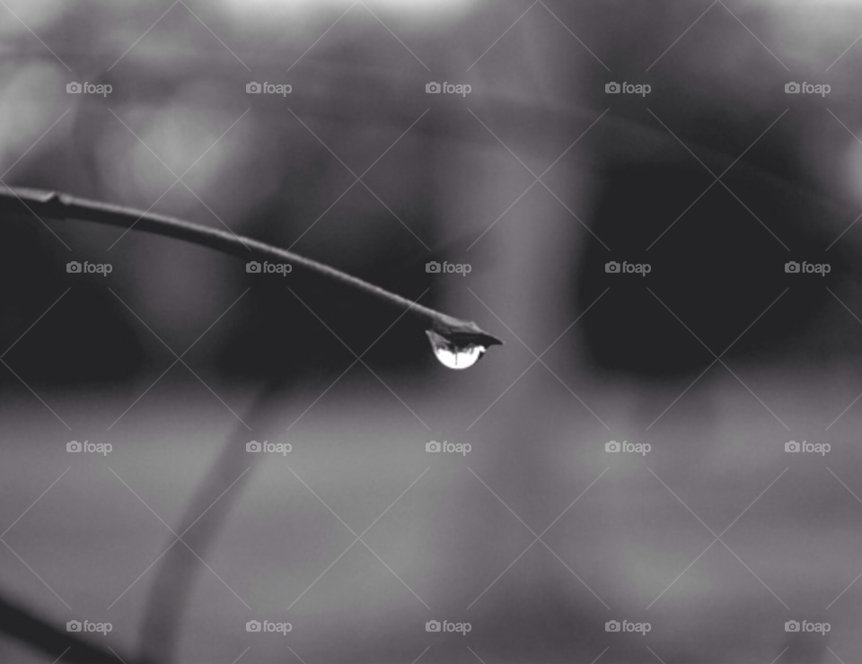 tree water rain blackandwhite by danielrichard