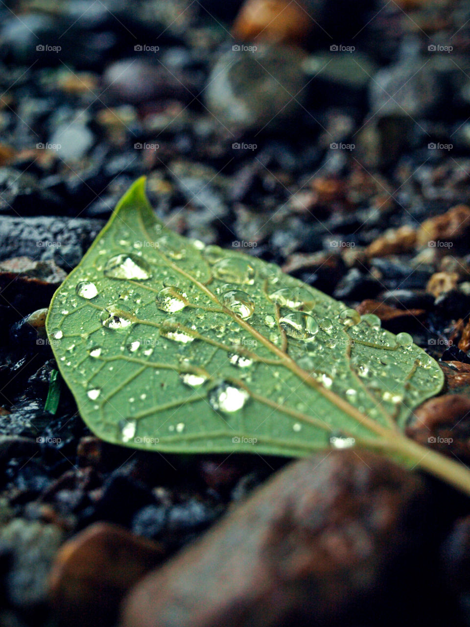 Close-up of a wet leaf after the rainfall.