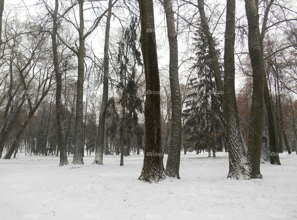 Winter, Snow, Tree, Wood, Frost