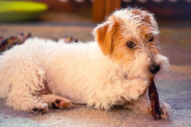 A puppy of a Jack Russell terrier