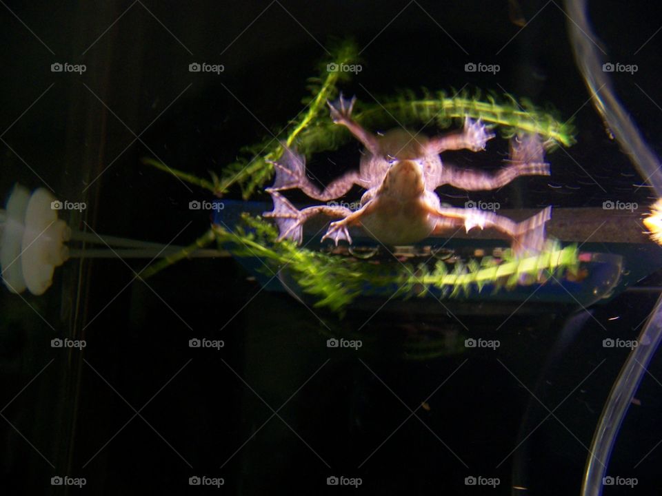 pygmy frog. floating on the surface of the tank and the water surface made a perfect mirror!