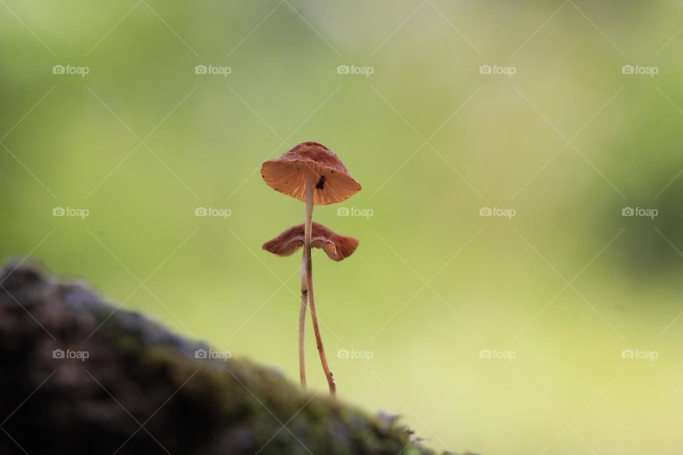 Fungi