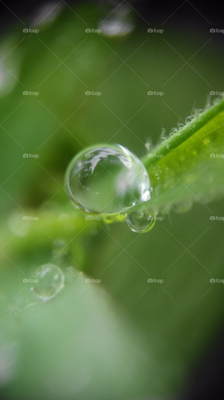 rain dew drop grass clean