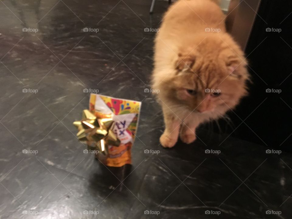 Cat at Christmas 