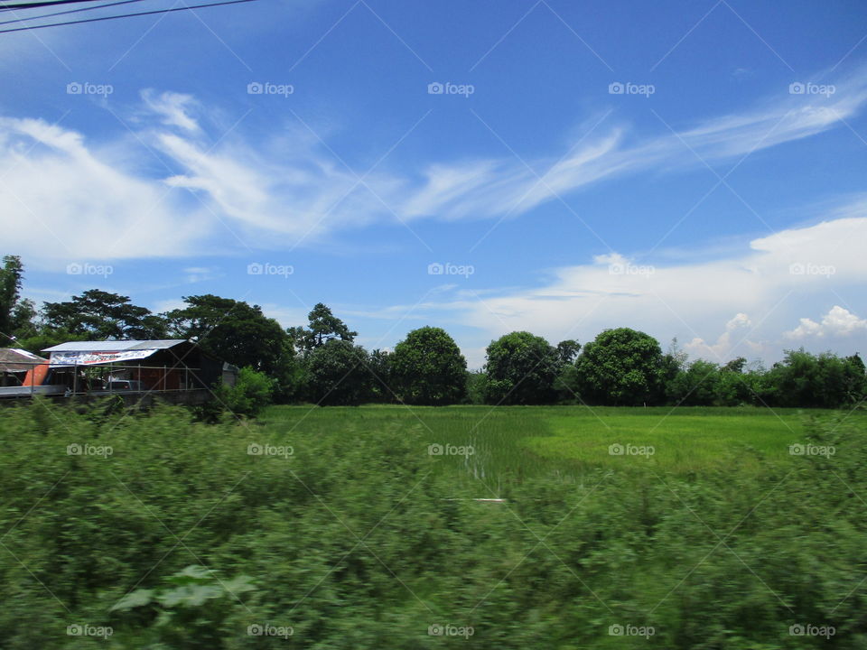 green field house