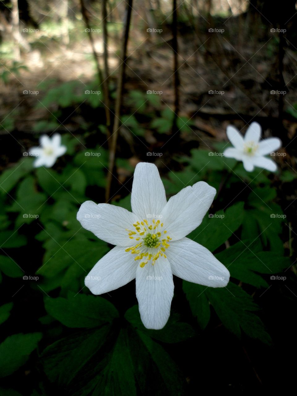 Flower, Nature, Flora, Garden, Leaf