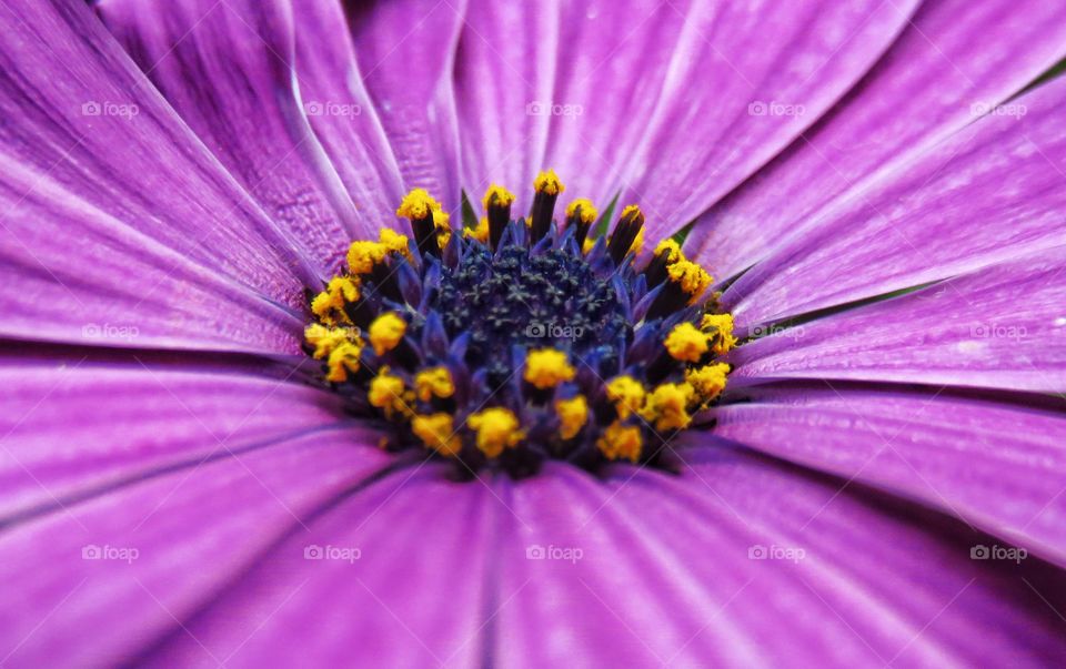 Osteospermum ecklonis close up 