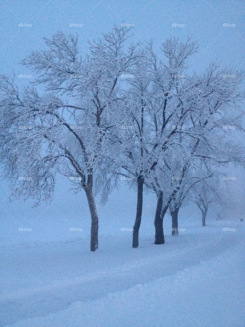 Trees in winter. Snowy evening in the park