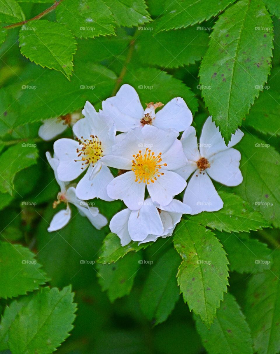 White flowers 