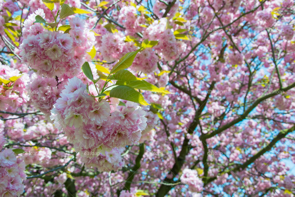 Cherry blossom in Malmö Sweden.