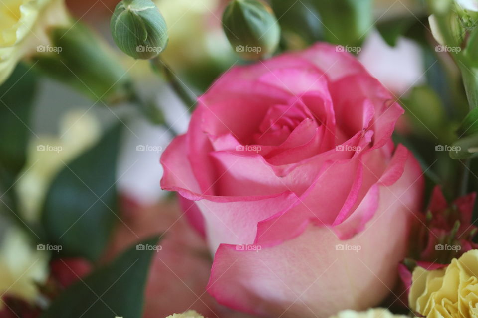 Pink Rose