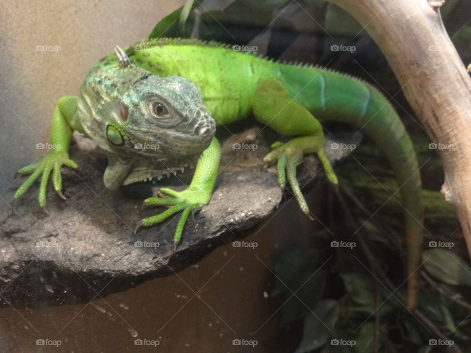 Iguana. Large green iguana 