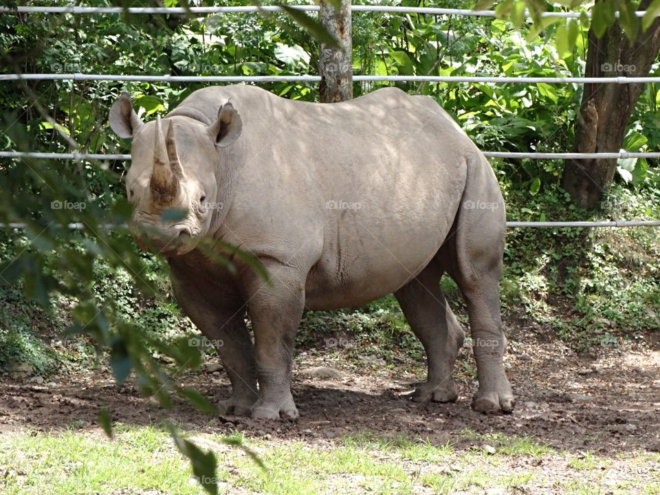 Rhinoceros