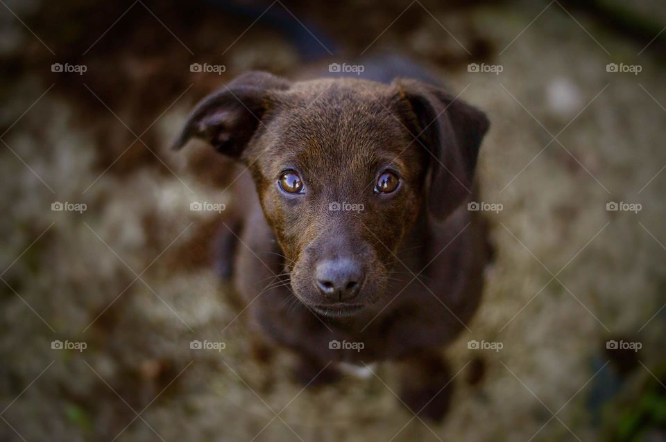 Eyes can tell A lot. This puppies eyes are glowing of happiness.