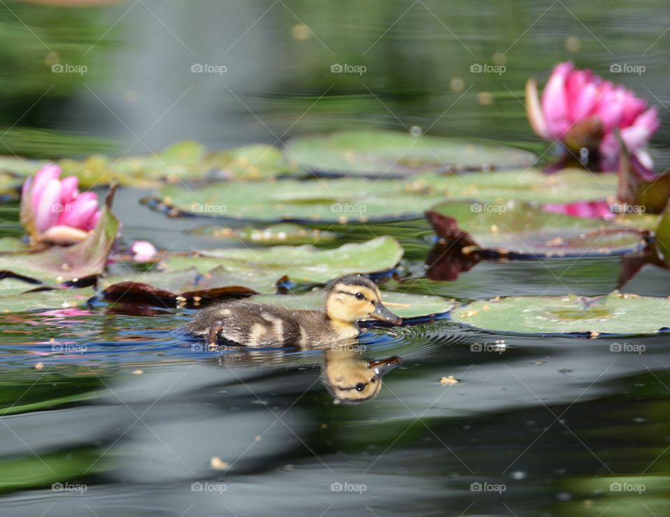 Duckling in lily pond