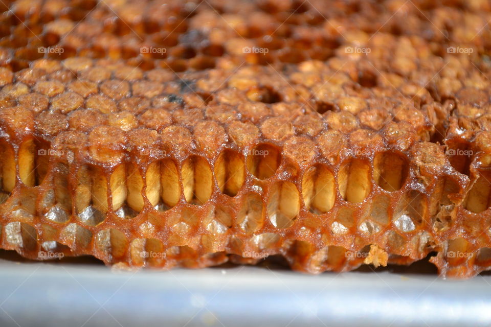 Honeybee larva developing in honeycomb.