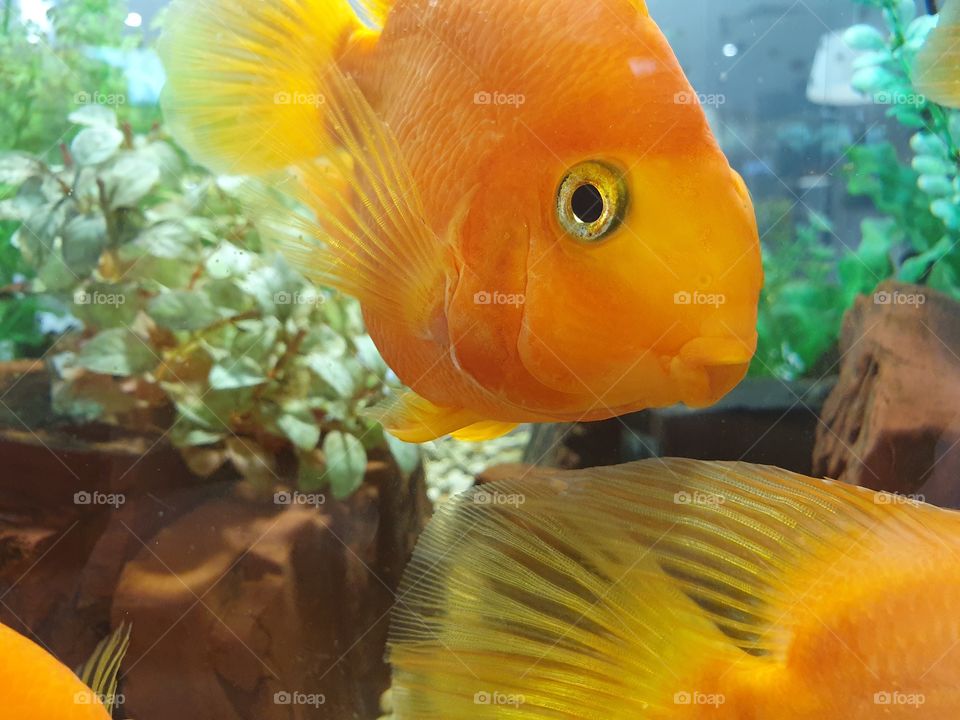 bright golden fish in aquarium
