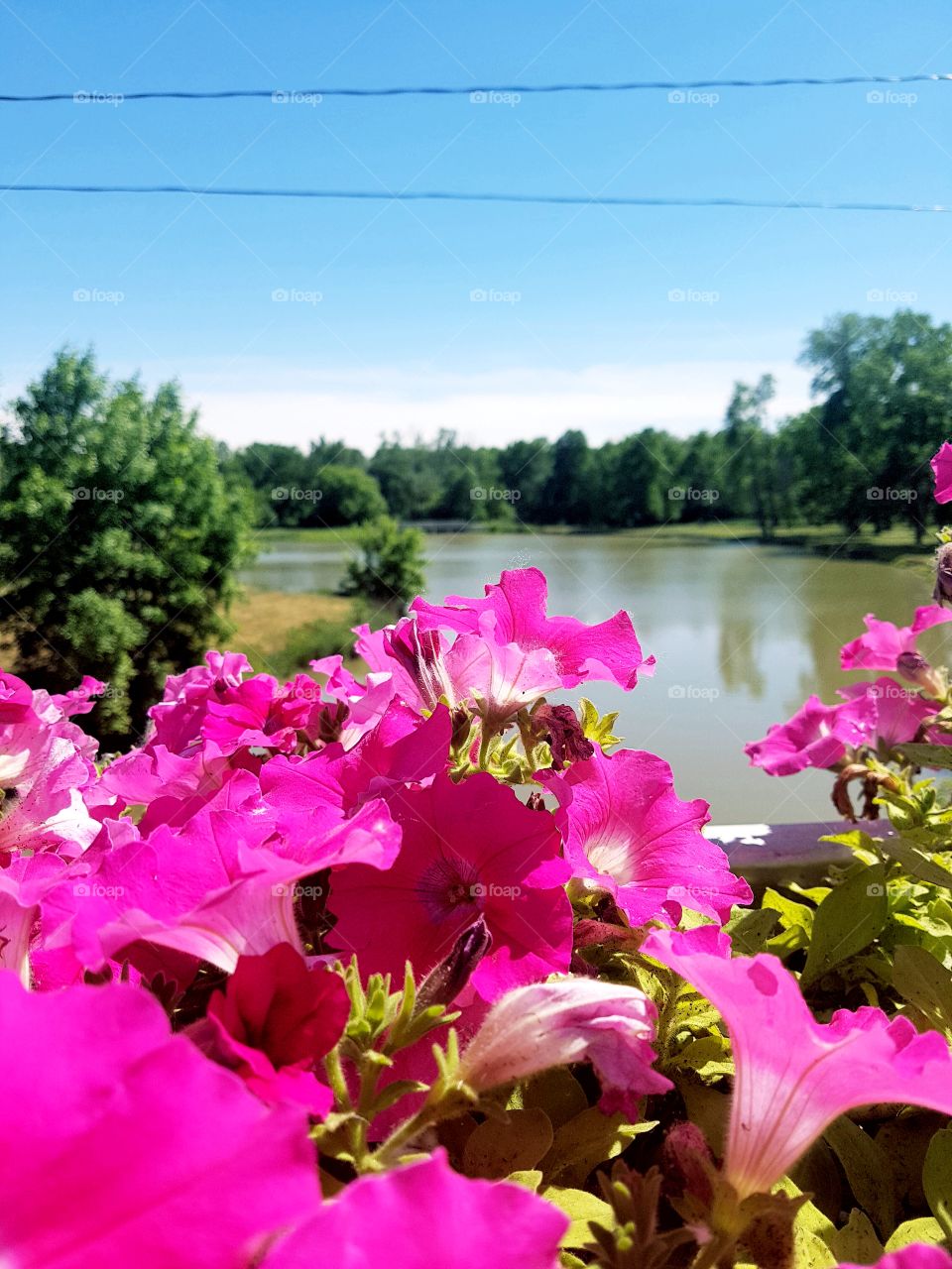 Flowers over looking a gorgeous view of a lake in Petrolia, ON.
