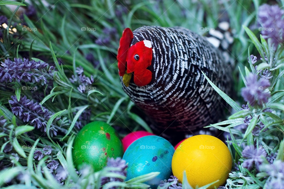 Easter chicken and colorful eggs 