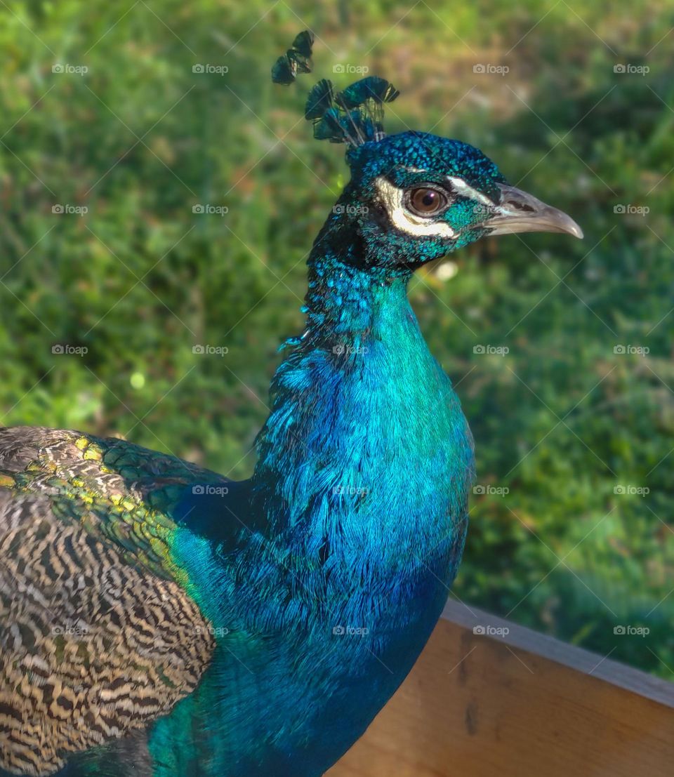 Indian peafowl in blue