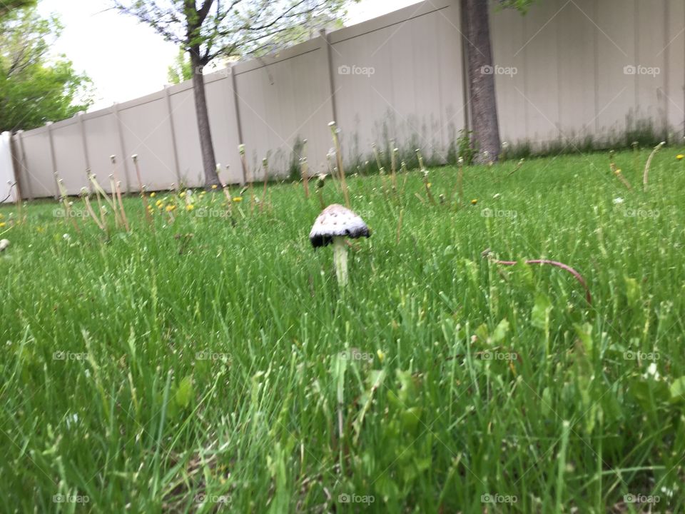 A Wild Mushroom in my Yard