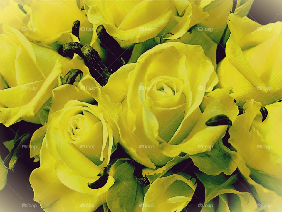 Yellow roses 