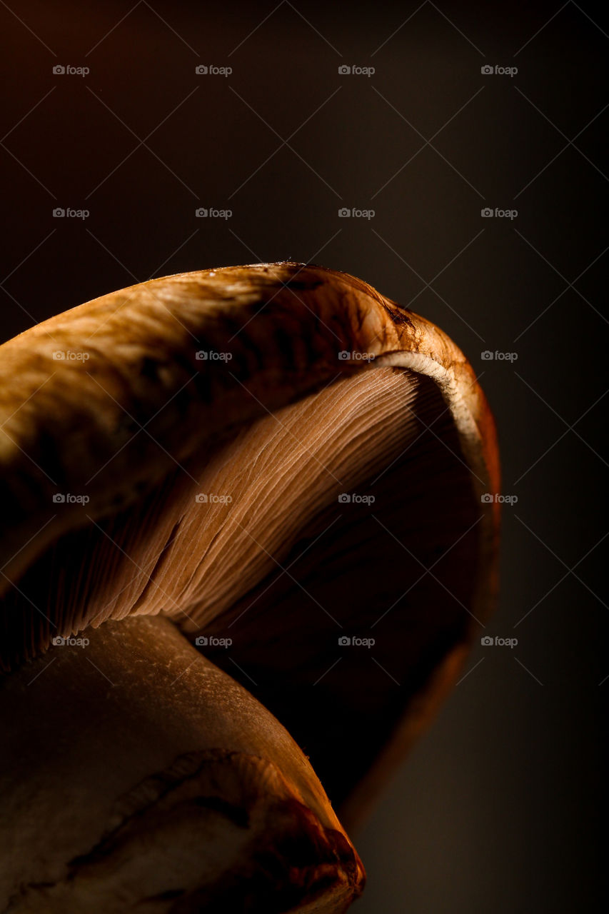 Close up of mushroom with light and shadows showing interesting details