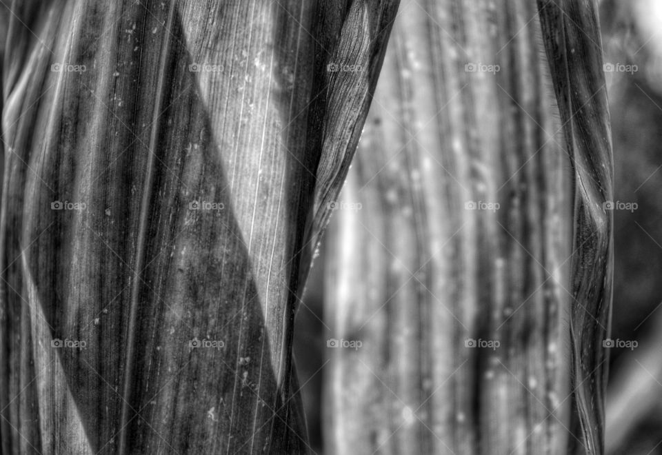 Nature, Abstract, Texture, Flora, Tree