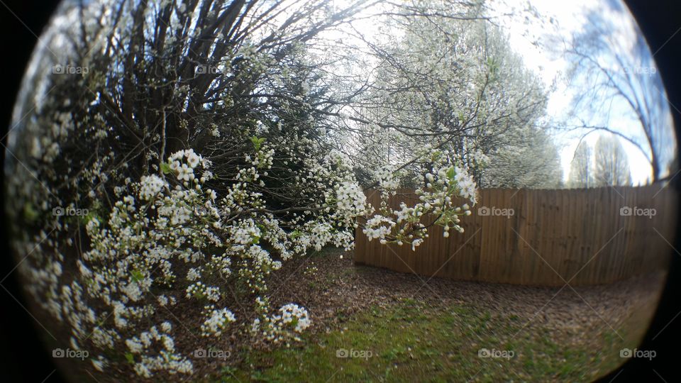 fish eye lense Bradford pear trees