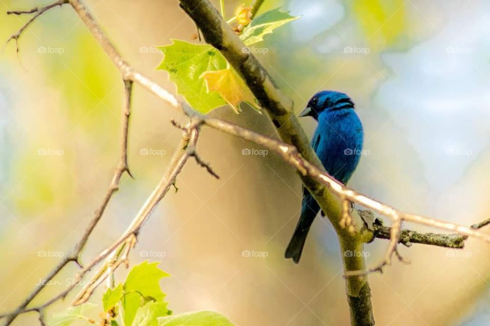 Indigo Bunting Bird on Limb 