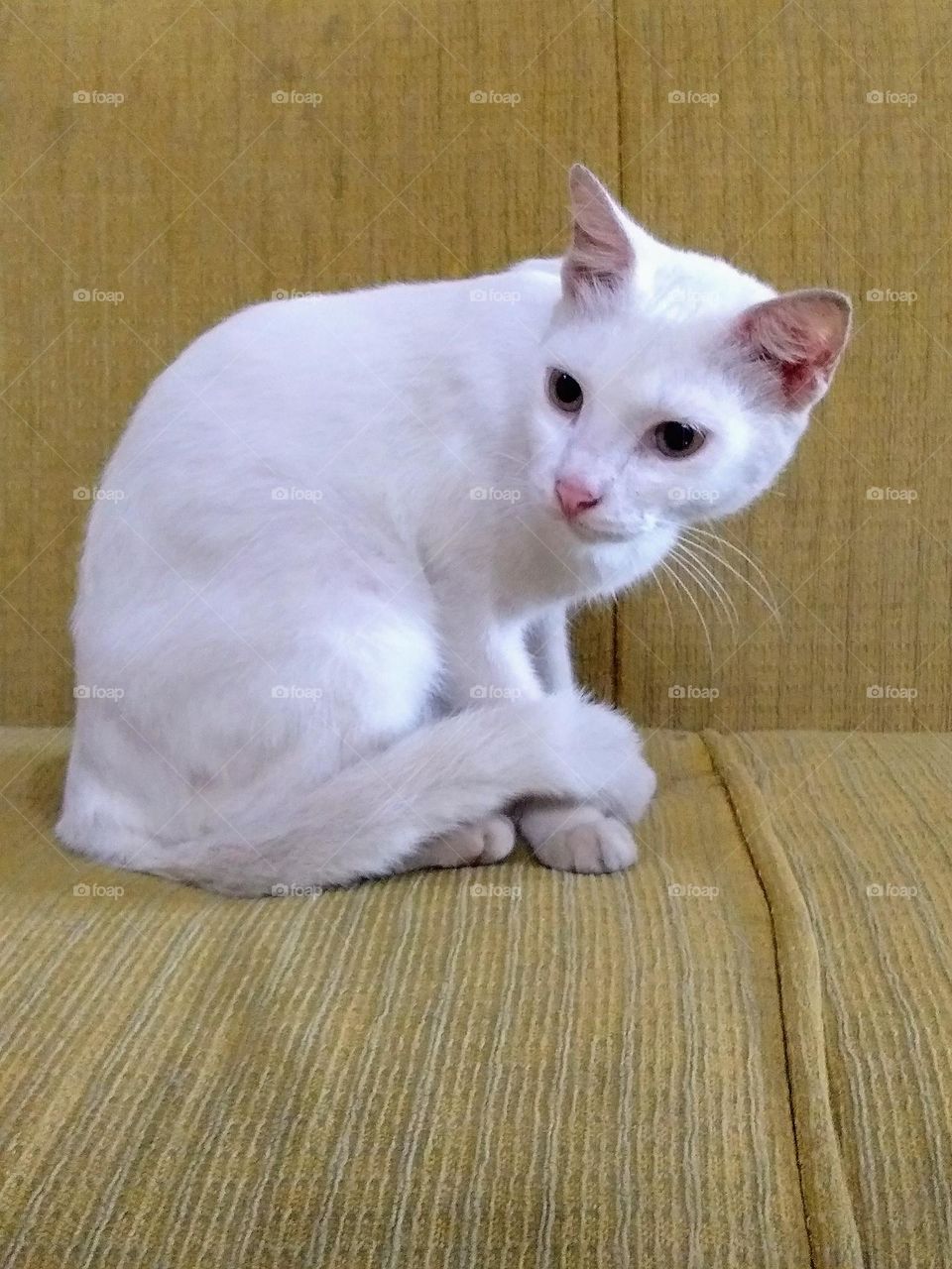 White cat on the sofa