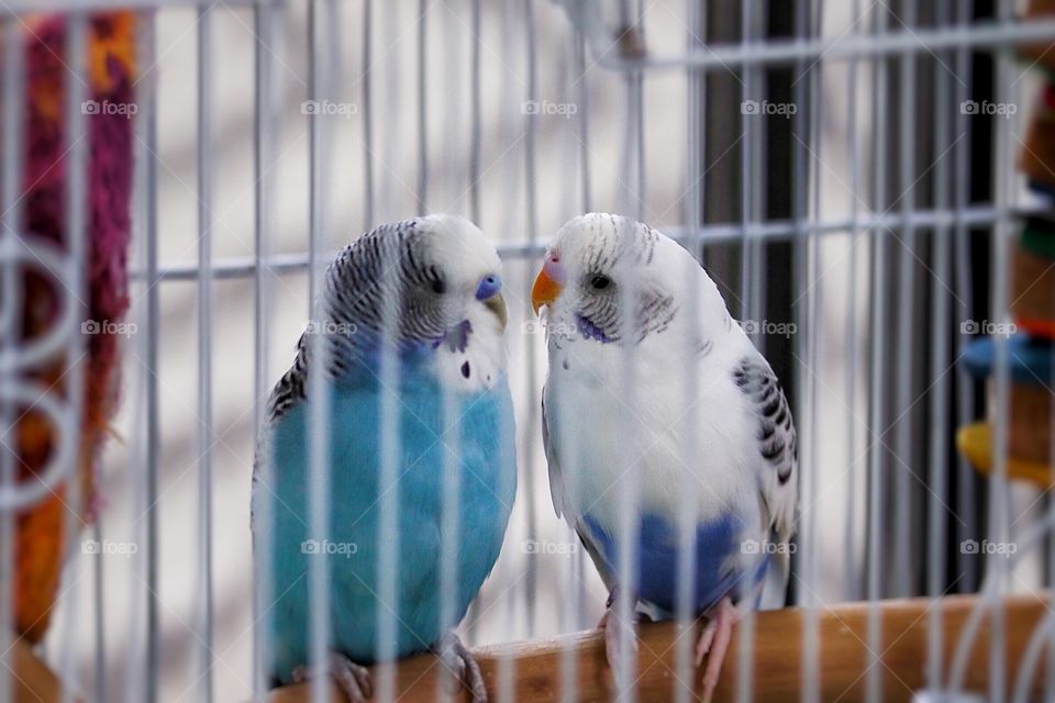 Early Bird Love