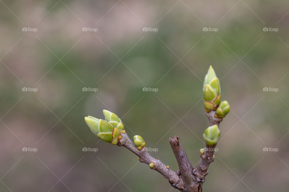The first spring green buds bloom on a twig  at blurred background.