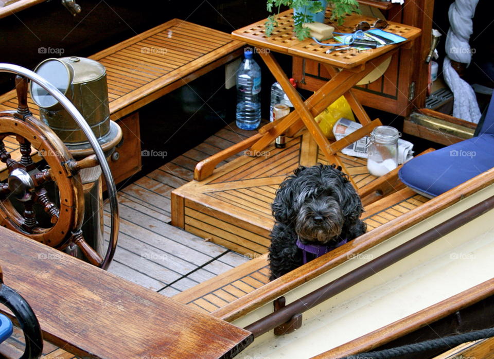 Dog waiting alone on a sailboat in the harbor
