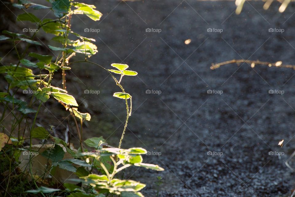 Scenic view of green plant