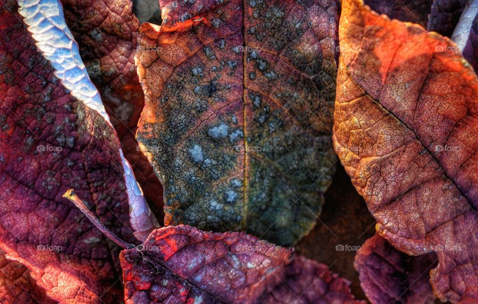 Fall, Leaf, No Person, Nature, Texture