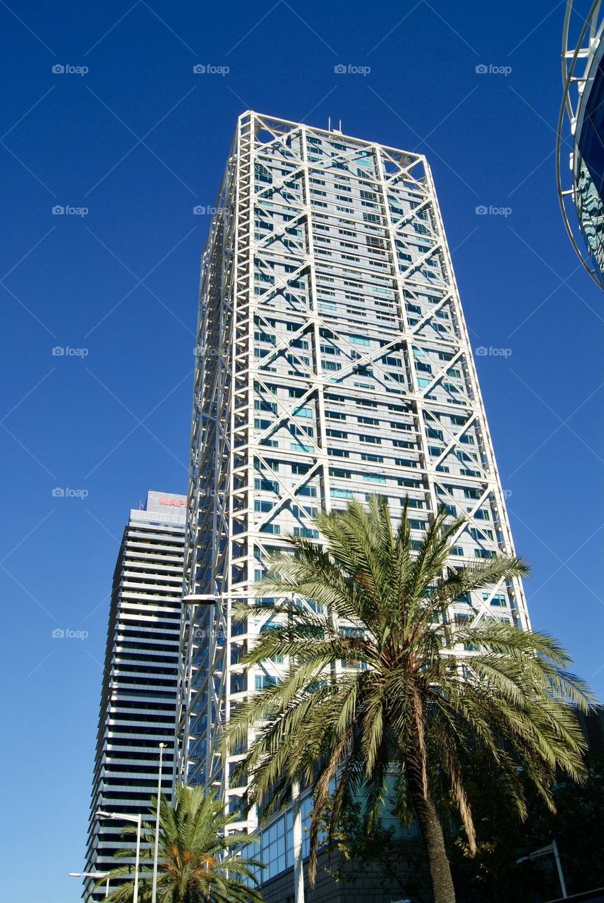 Skyscraper and palm tree