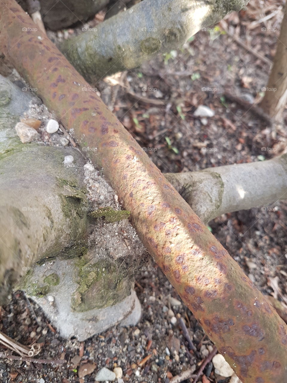 growth and rusted pipe.