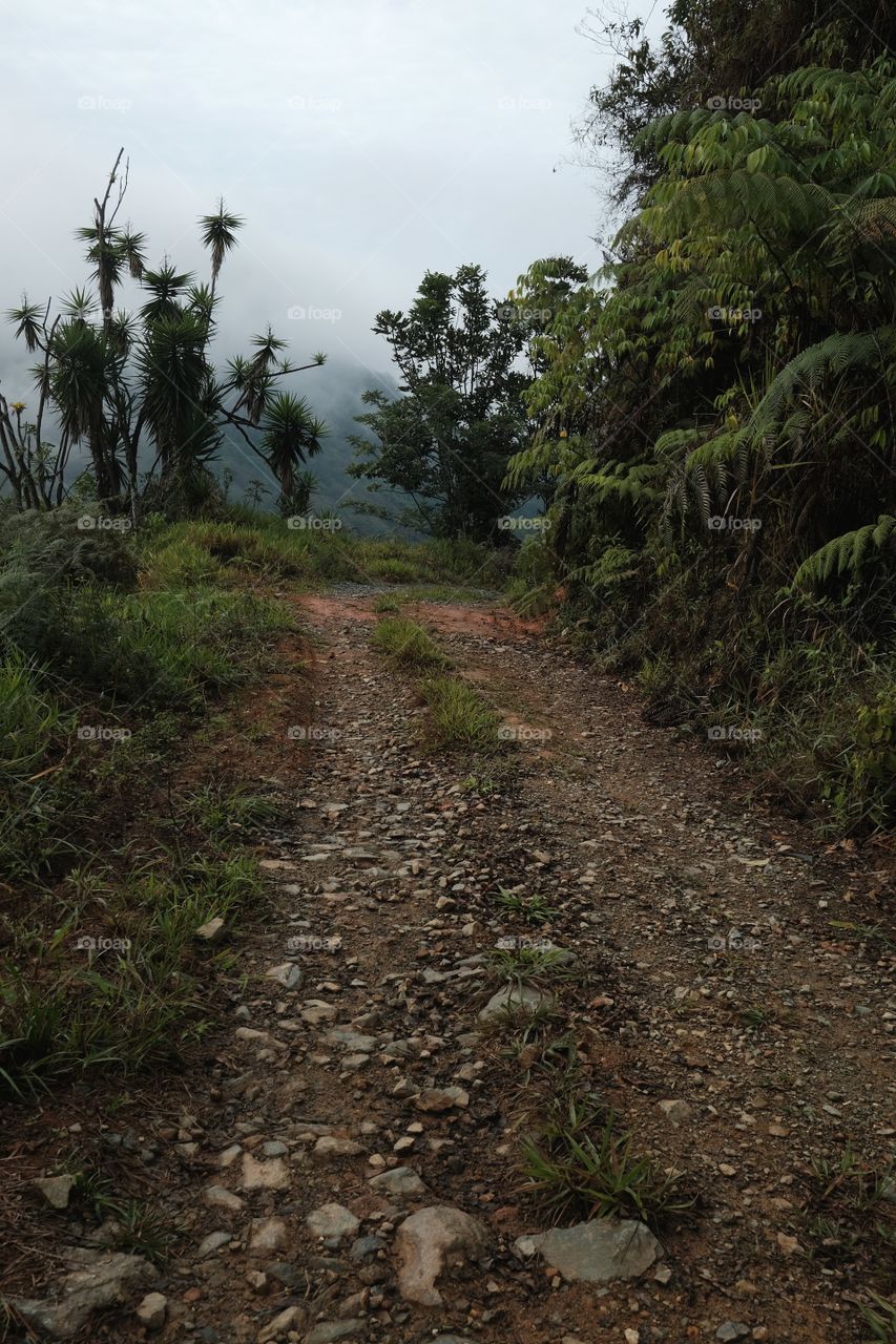 Entrance road to the virgin mountain