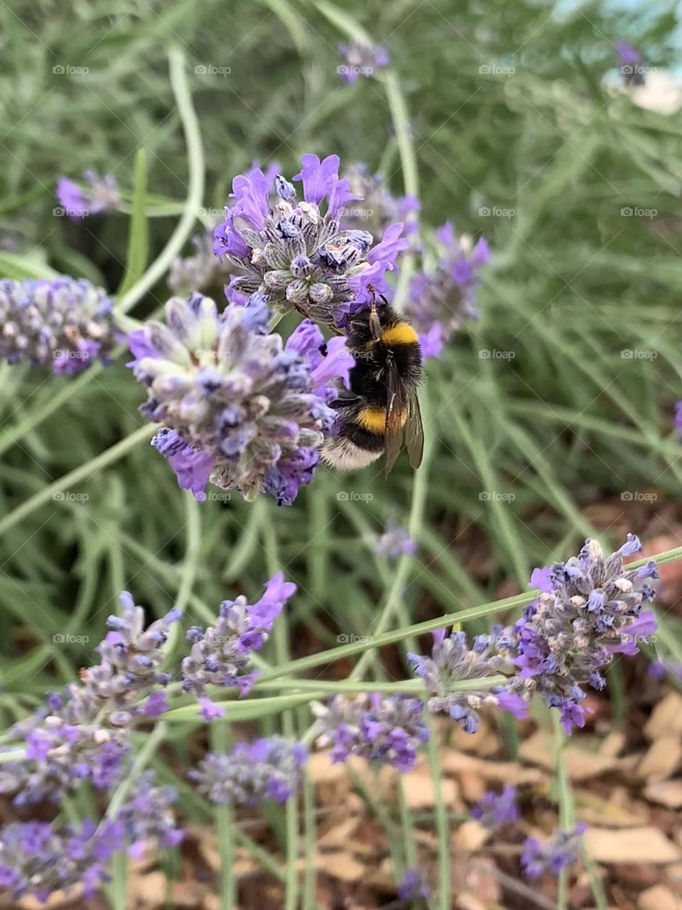 Bee on lavender